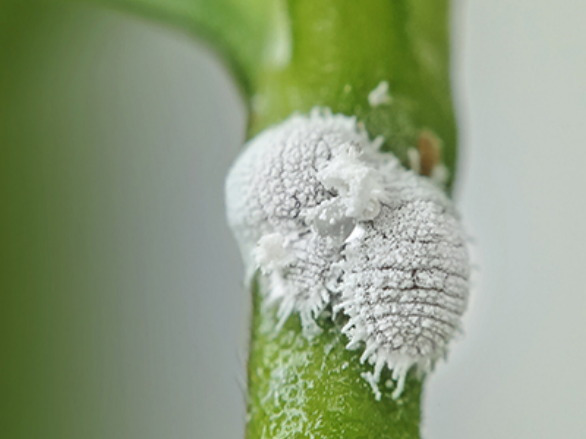 Comment identifier et traiter les cochenilles farineuses