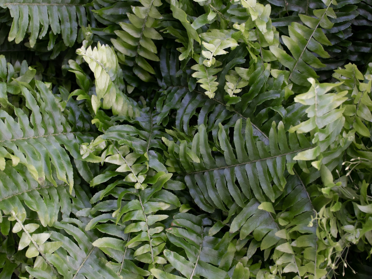 Fougères : Culture et entretien