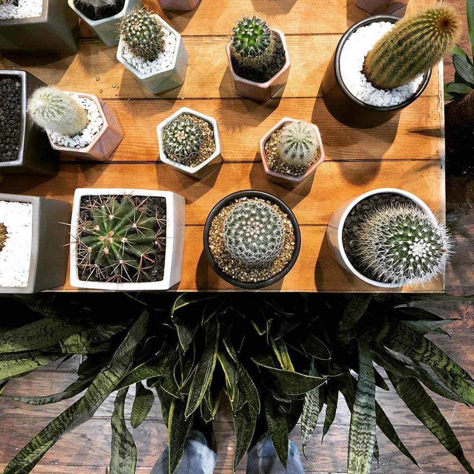 Quel terreau choisir pour mes plantes d’intérieur?