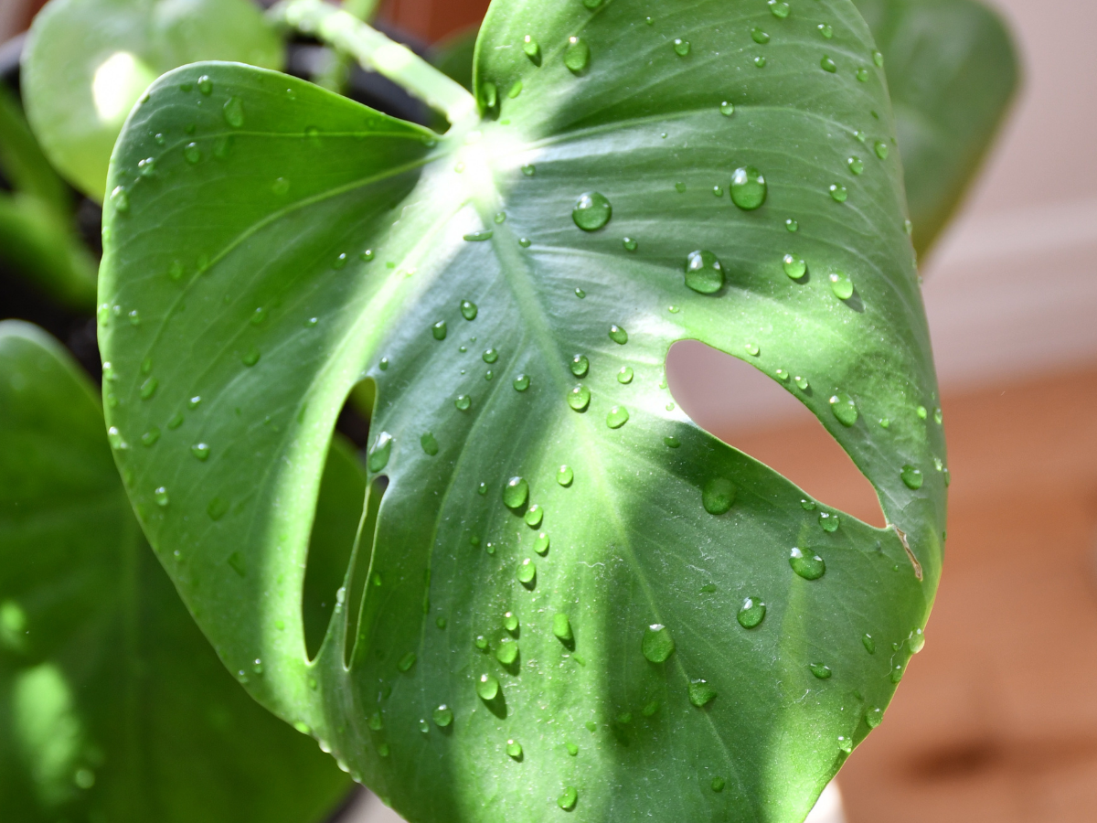 Tout savoir sur le Monstera deliciosa