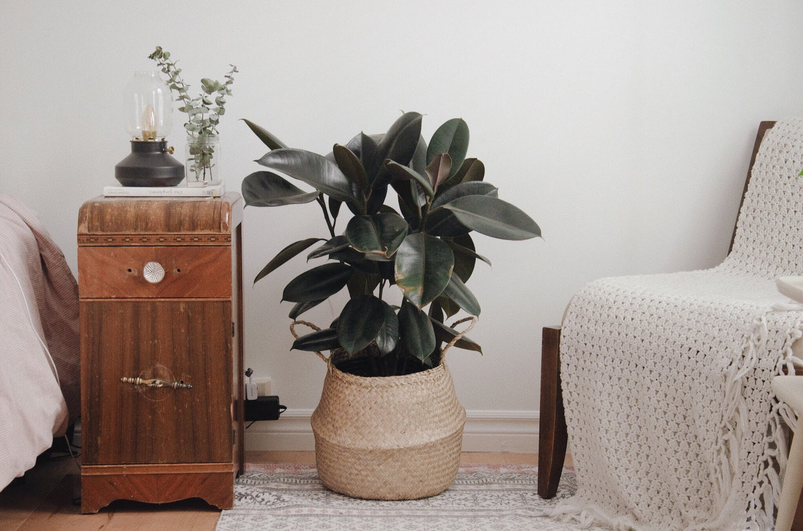 Quelques mythes et légendes sur les plantes de maison