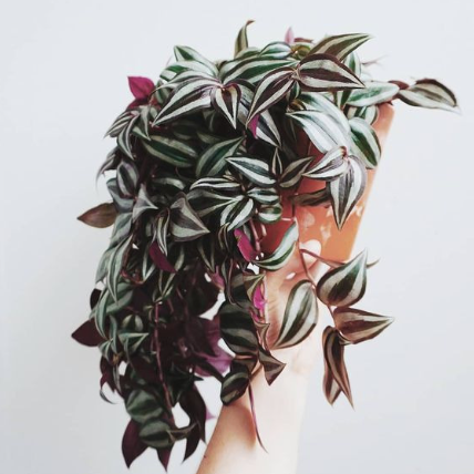 5 plantes originales et colorées ne nécessitant pas beaucoup de luminosité