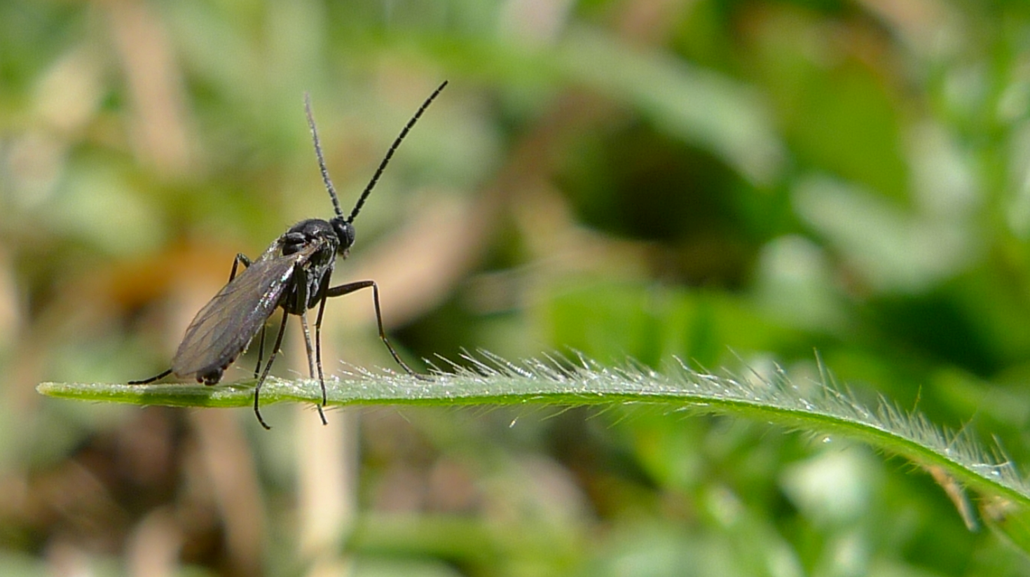 Comment identifier et traiter les sciarides?