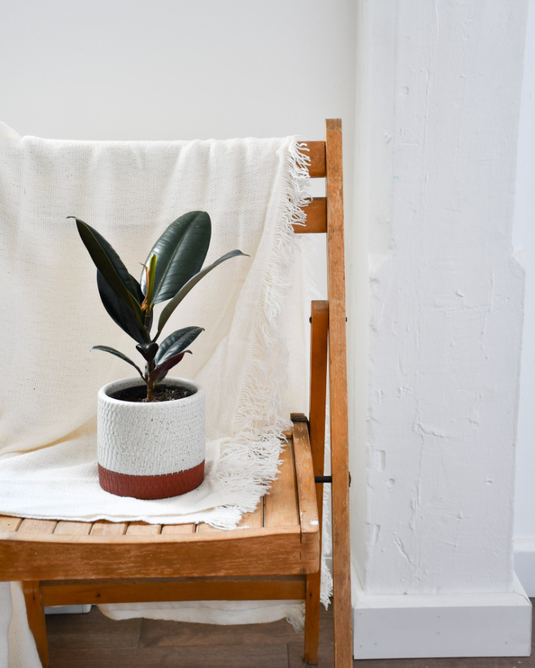 Plantes d’intérieur pour les nuls en entretien