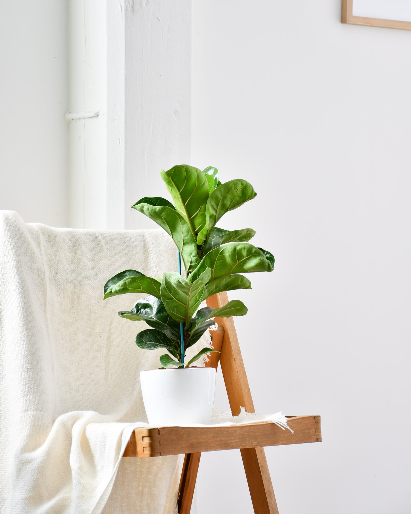 Tout savoir sur le ficus lyrata