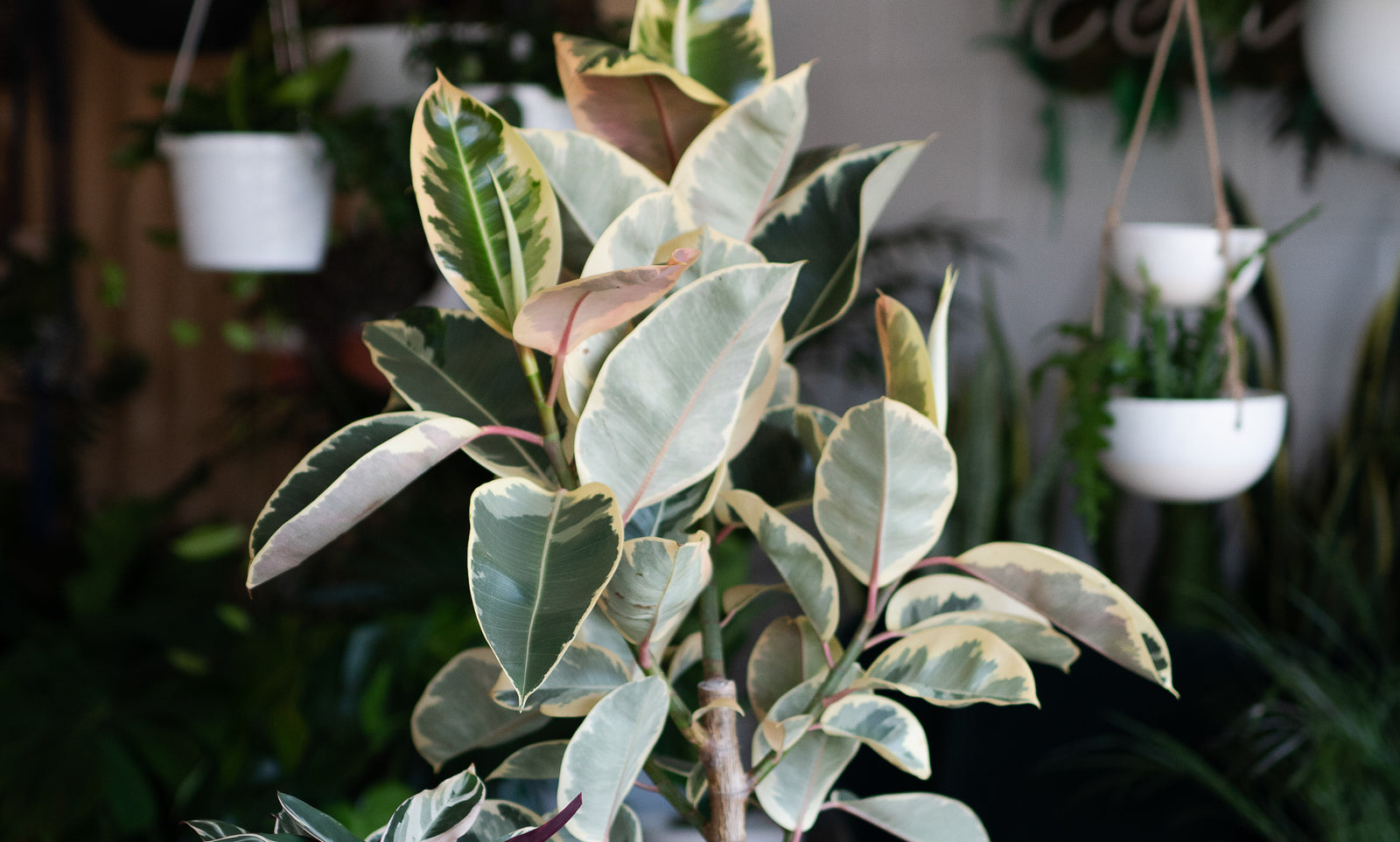 7 faits sur la photosynthèse