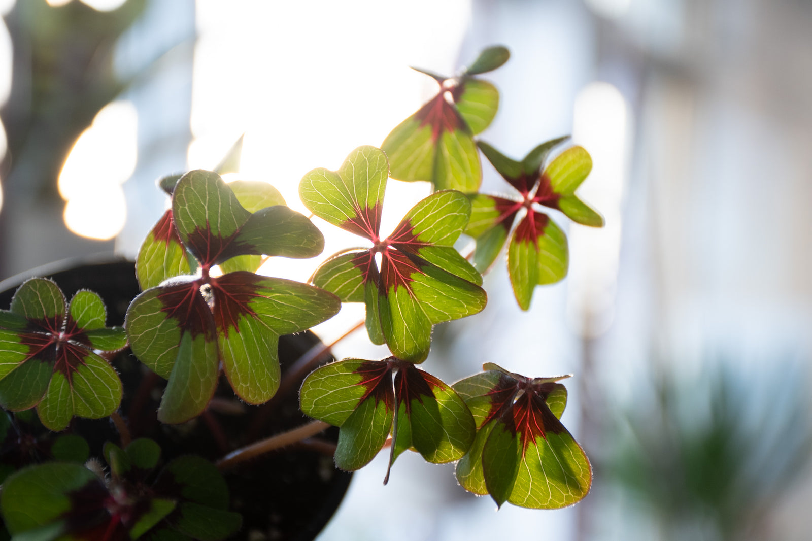 Une petite routine à adopter pour le bien être de vos plantes et le vôtre !