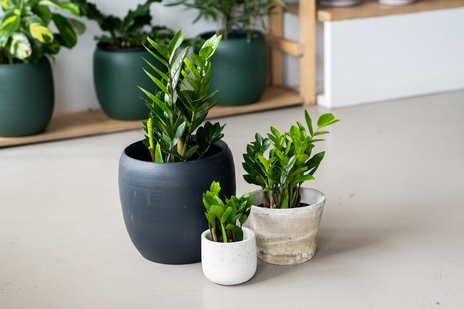 Tout savoir sur le Zamioculcas zamiifolia