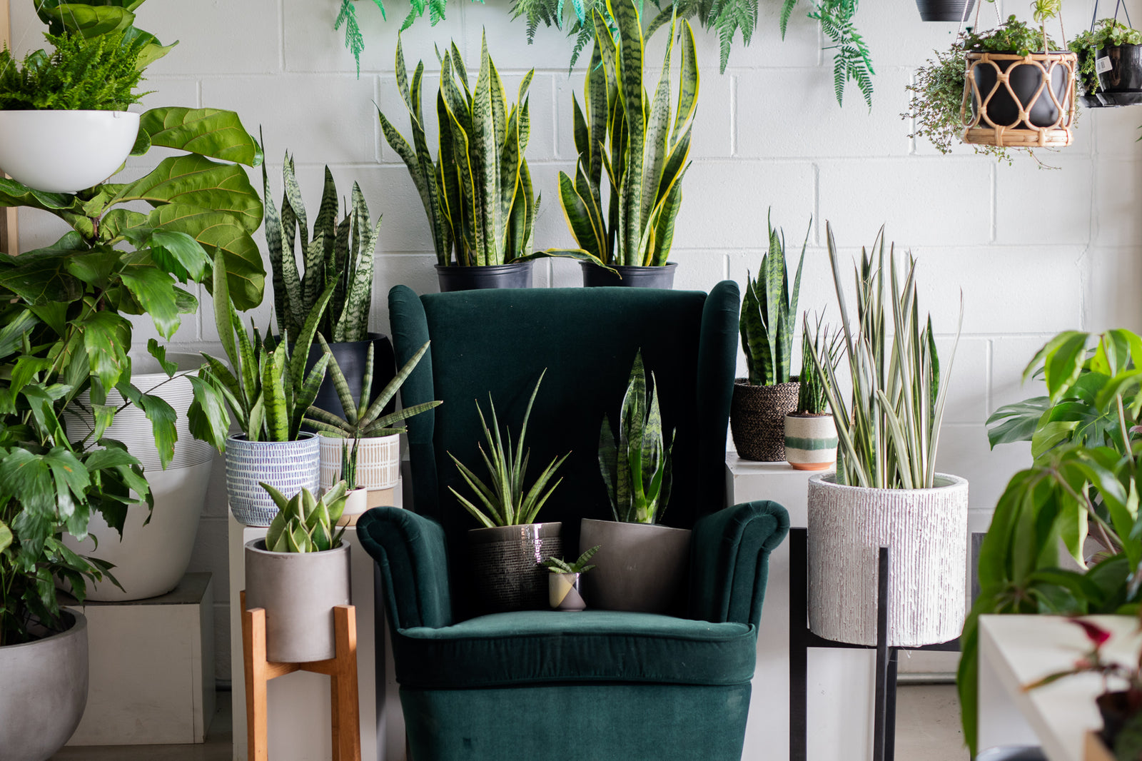 Tout savoir sur la Sansevieria