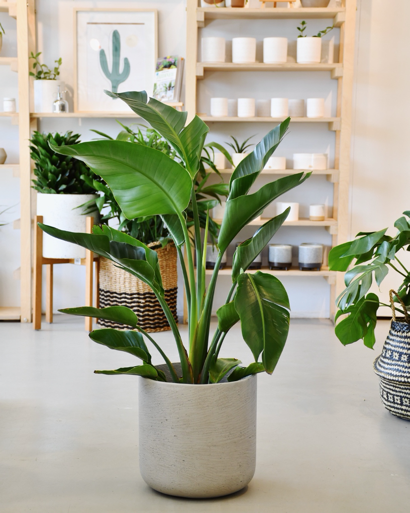 Tout savoir sur le Strelitzia ou oiseaux de paradis.