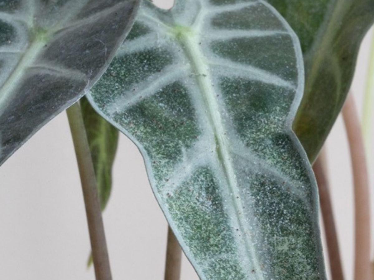 Comment identifier et éliminer les tétranyques