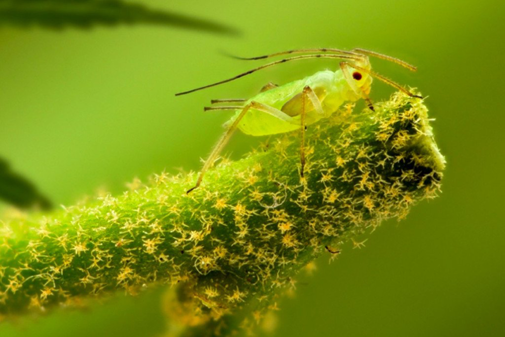 Comment identifier et traiter les pucerons?