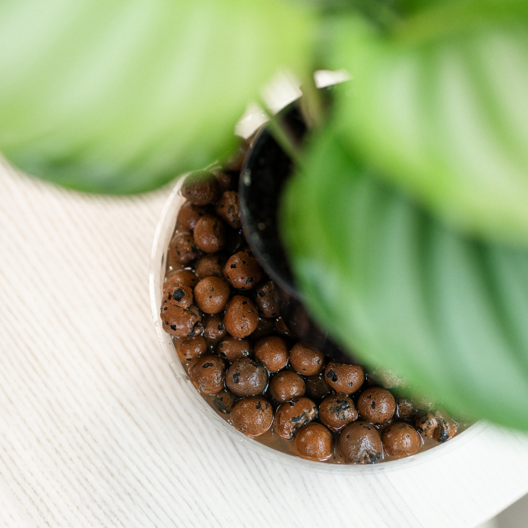 Comment augmenter l'humidité ambiante des plantes d'intérieur?