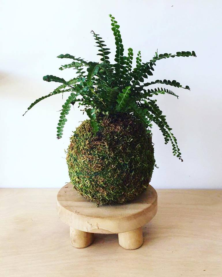 Kokedama