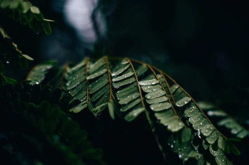 Lessivage des plantes