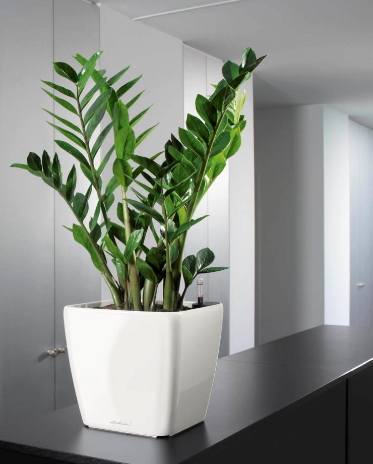 8 magnifiques plantes qui se plairont dans des lieux peu éclairés