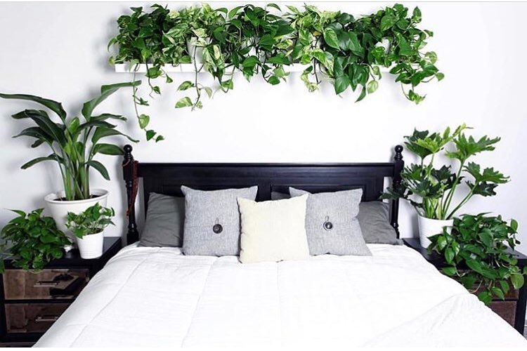 9 magnifiques plantes pour la chambre à coucher