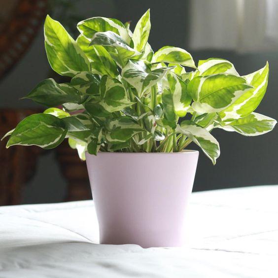 7 plantes dépolluantes pour la maison