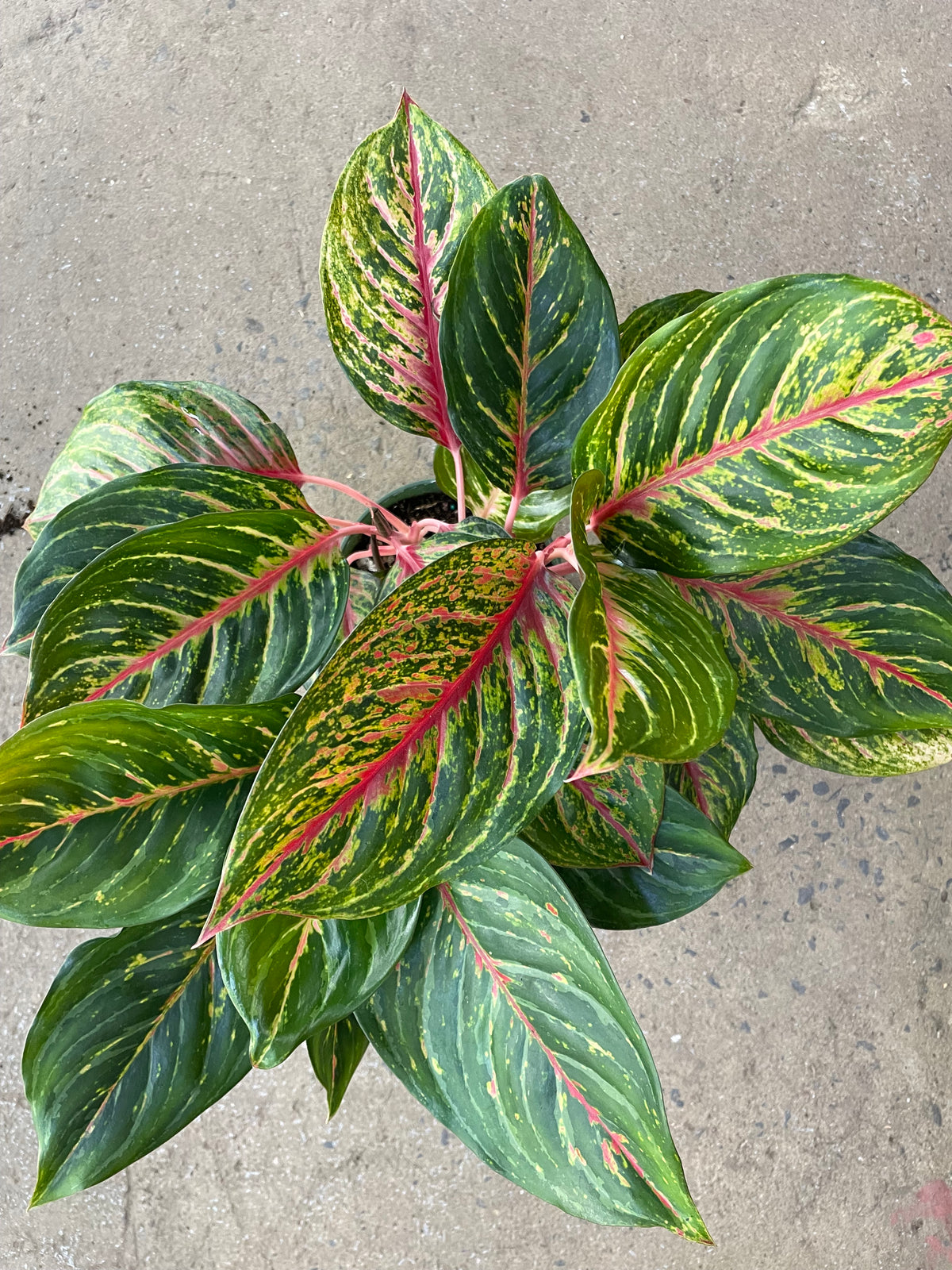 Aglaonema Garnet Coltrane