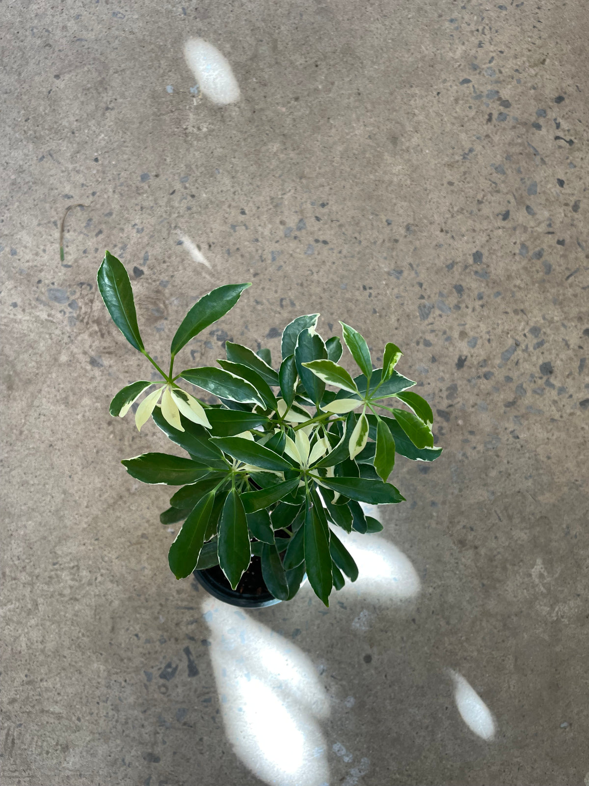 Schefflera arboricola « Variegata »