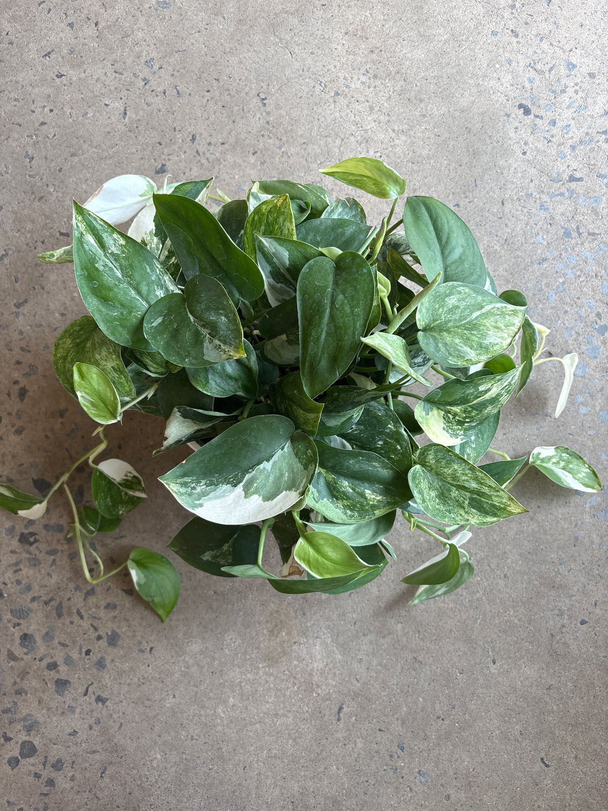 Scindapsus Jade Satin Variegata