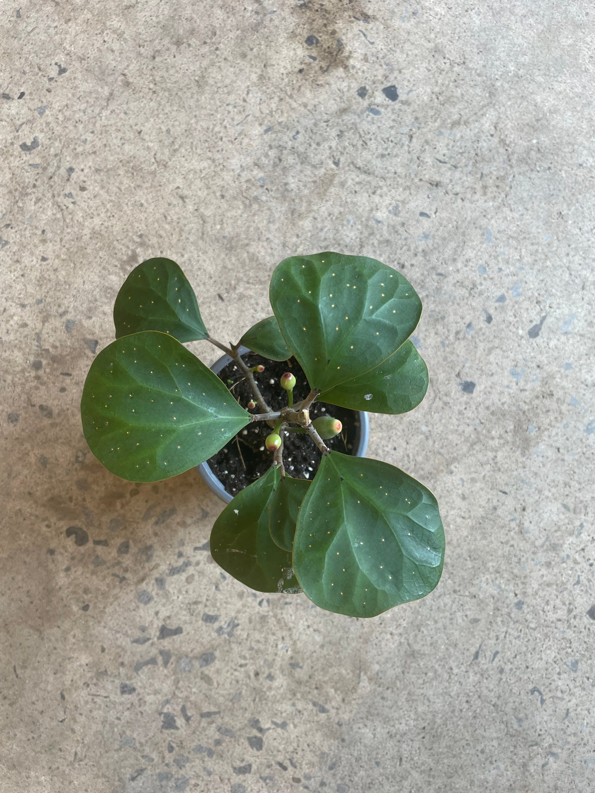 Ficus deltoidea