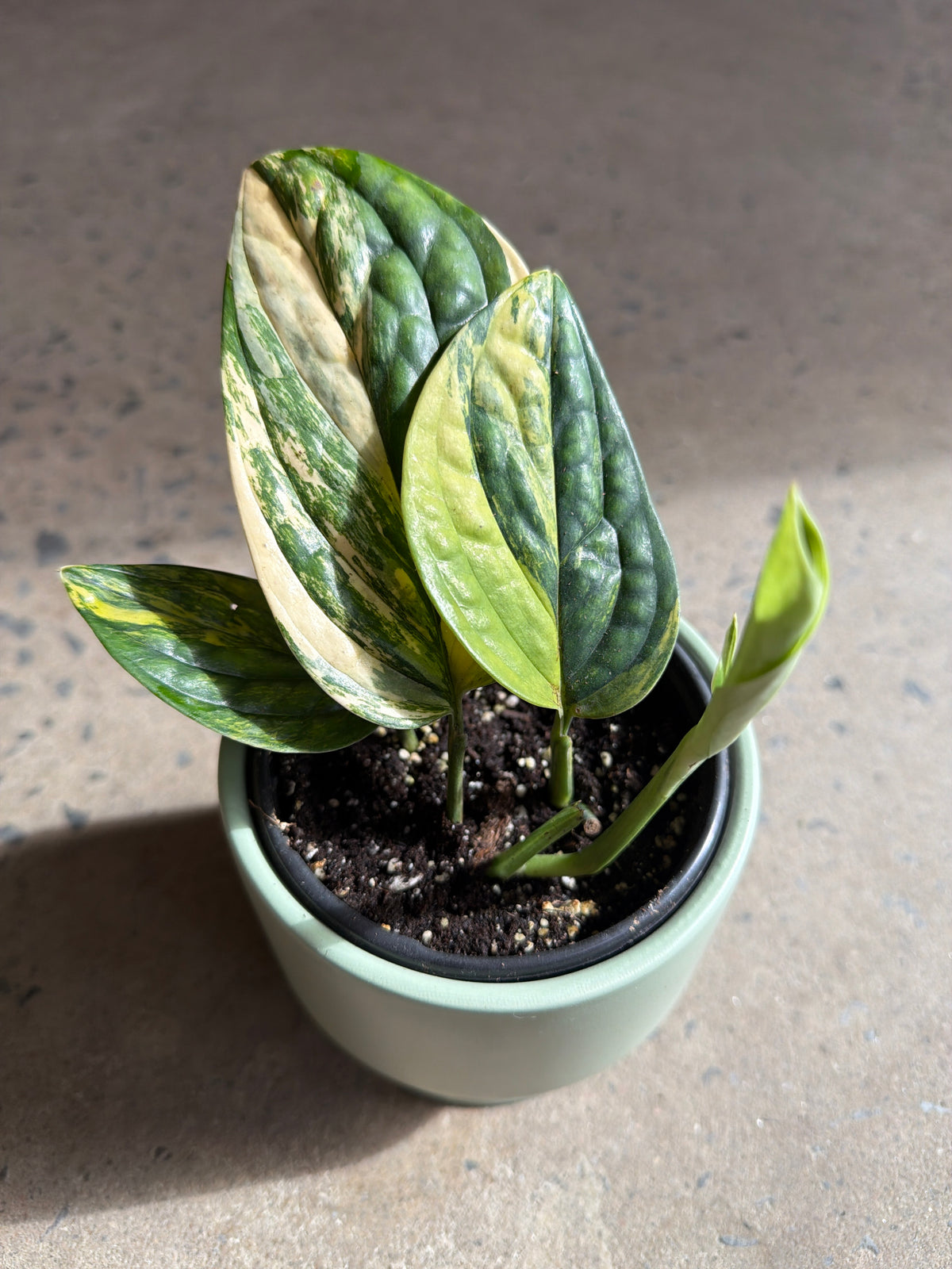 Monstera Karstenianum « Peru Variegata »