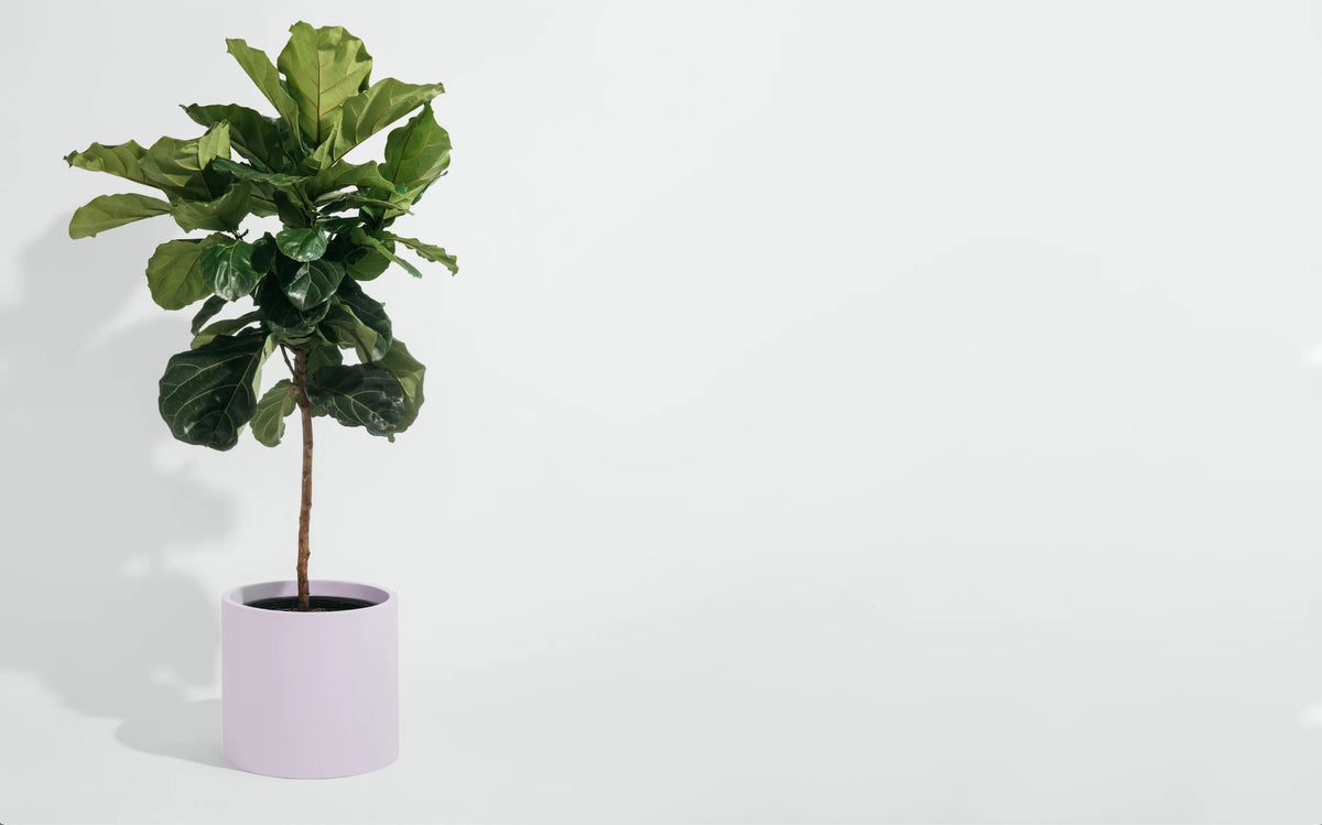 Pot Hudson and Oak - Cylinder