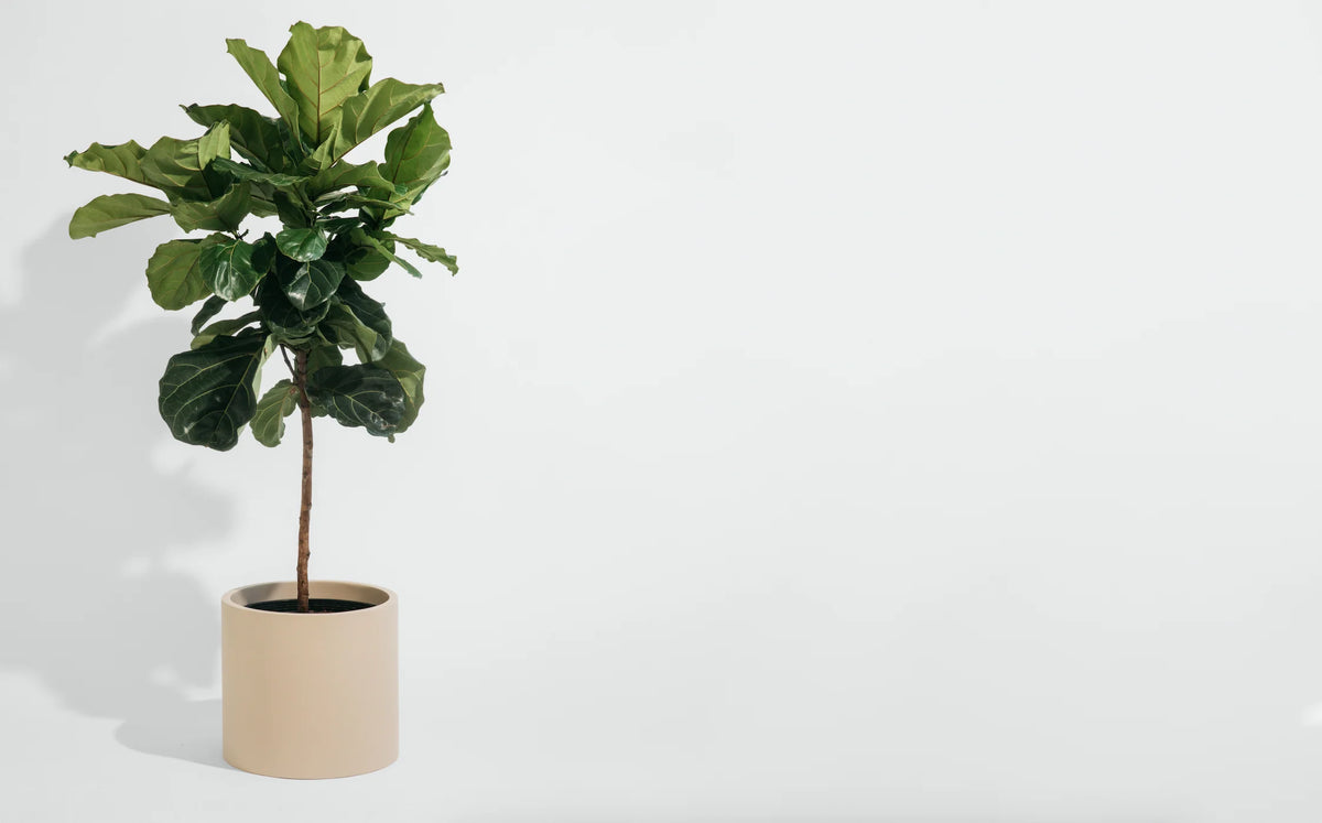 Pot Hudson and Oak - Cylinder