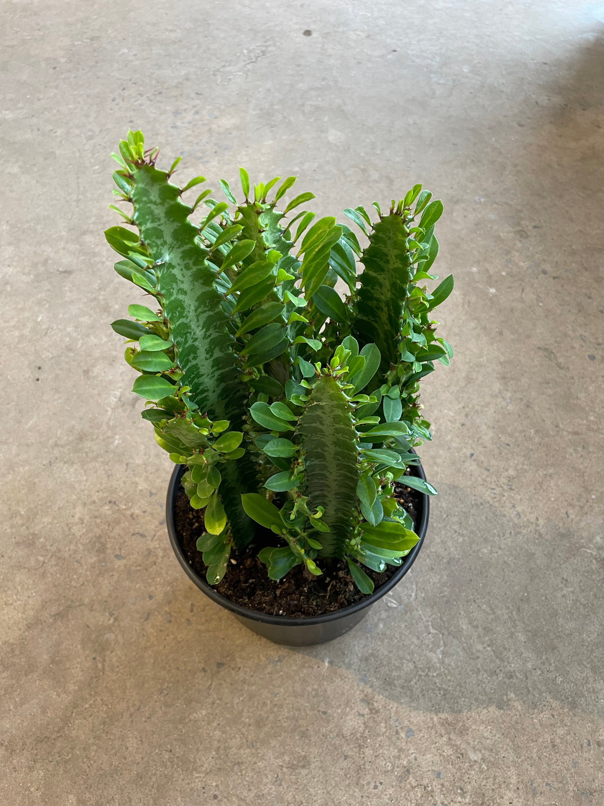 Euphorbia trigona
