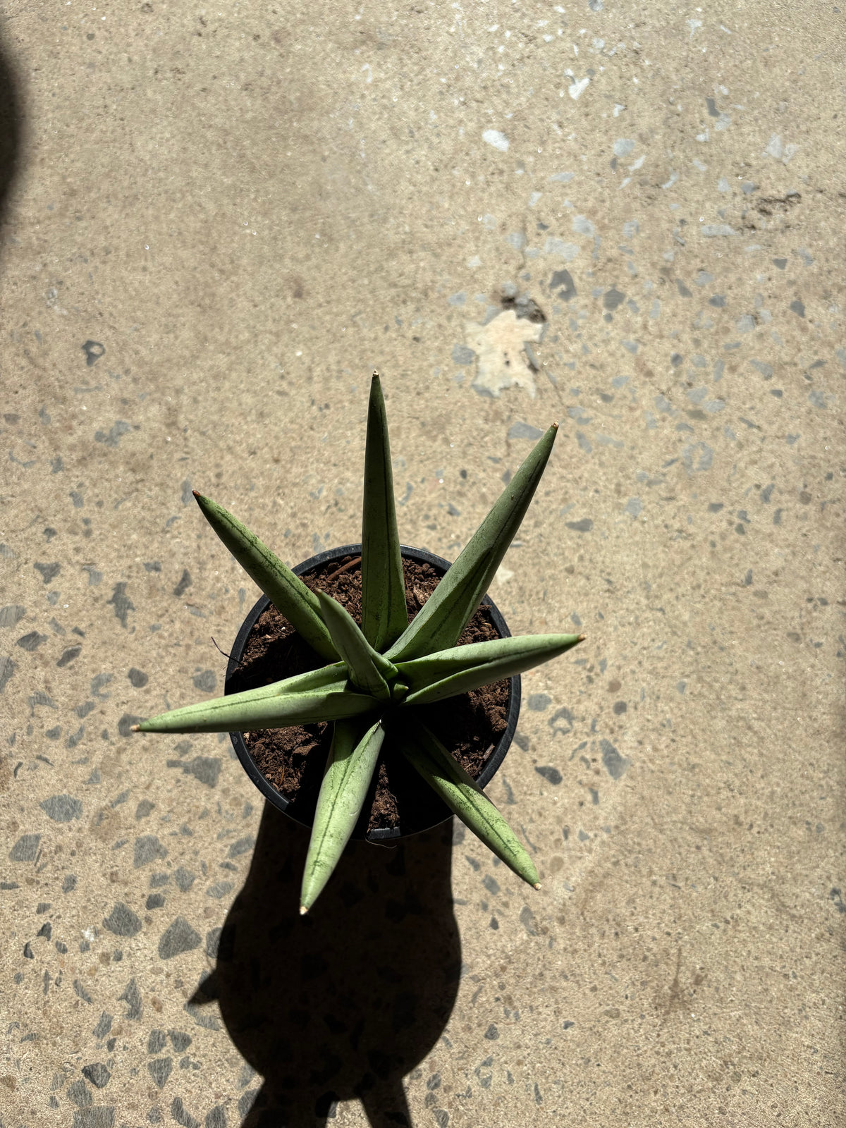 Sansevière Silver crown