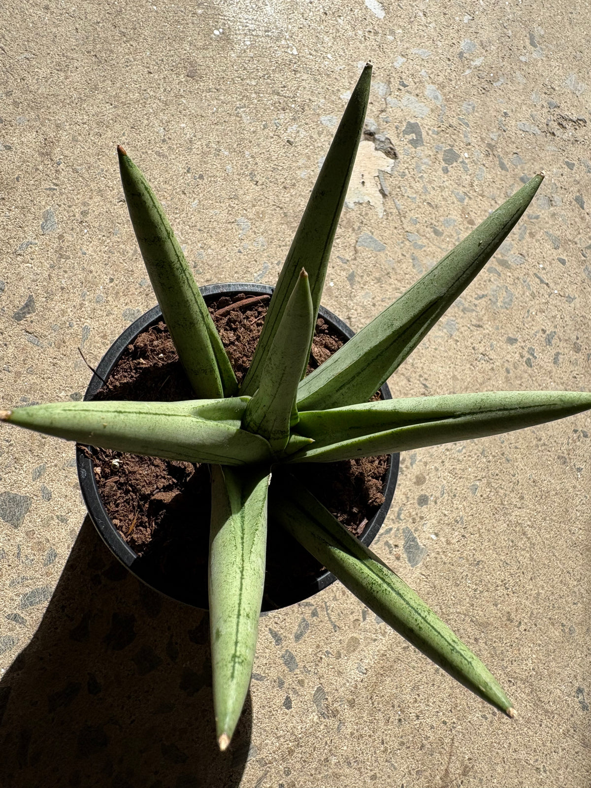Sansevière Silver crown