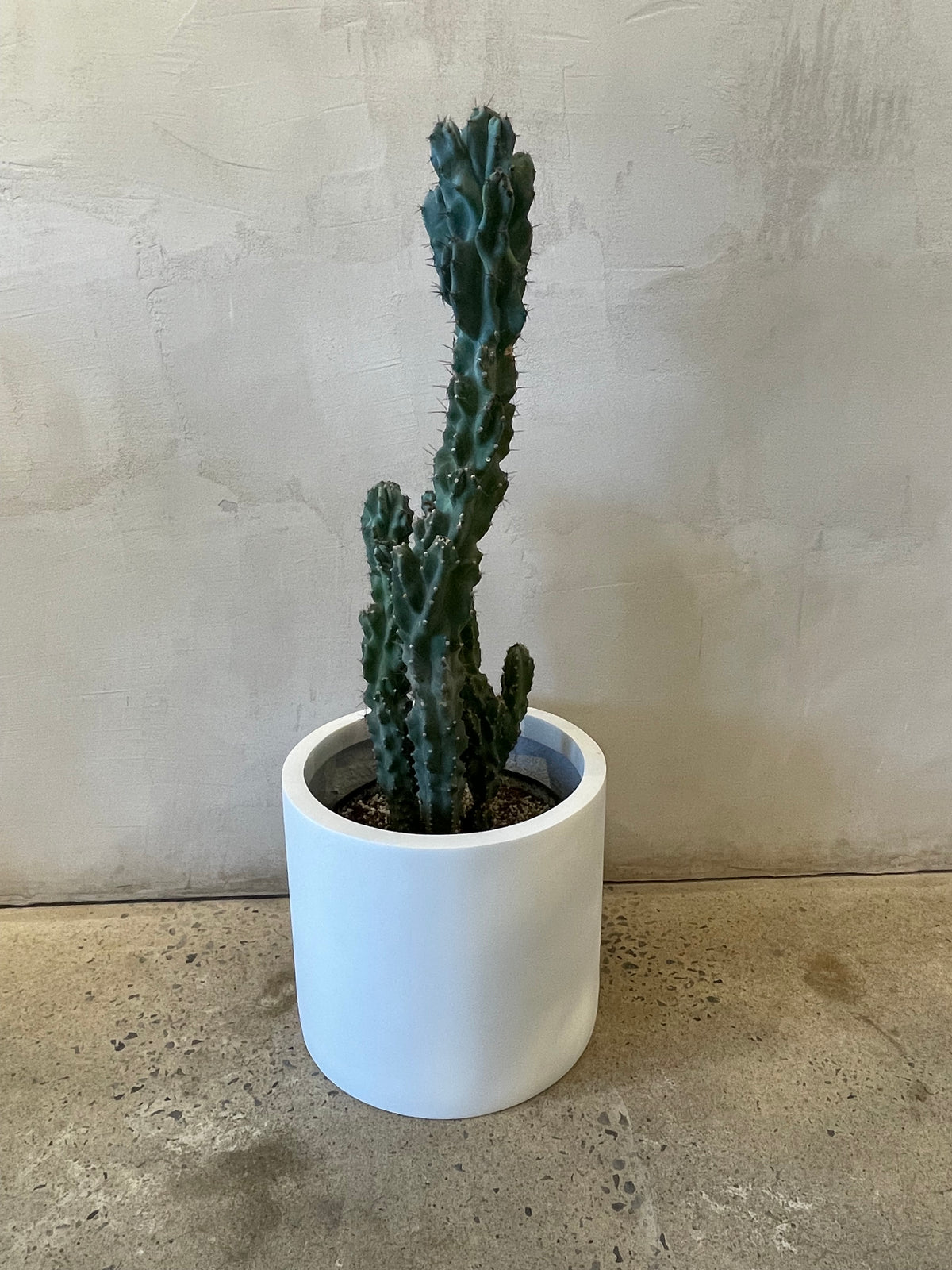 Cereus Peruvianus Monstruosus