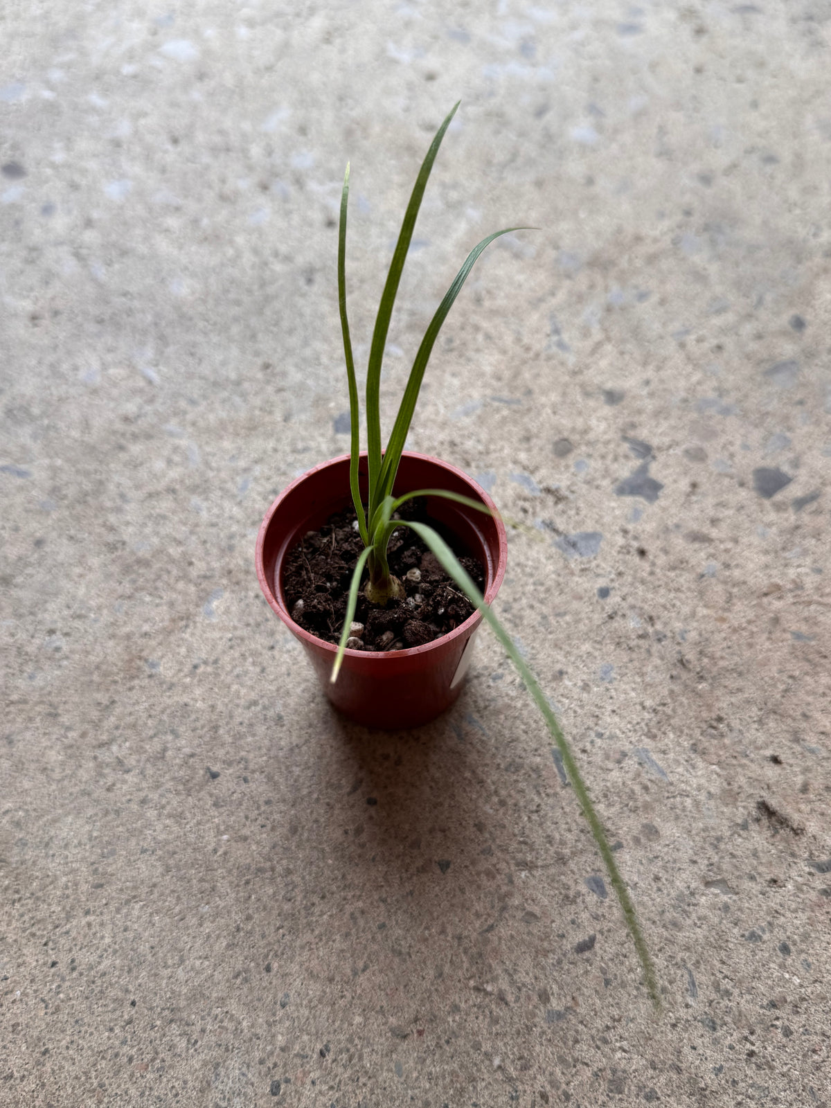 Beaucarnea recurvata