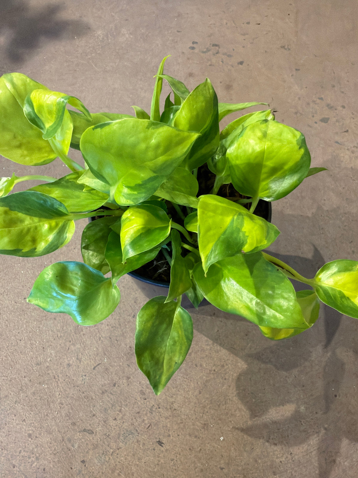 Pothos «Neon Joy»