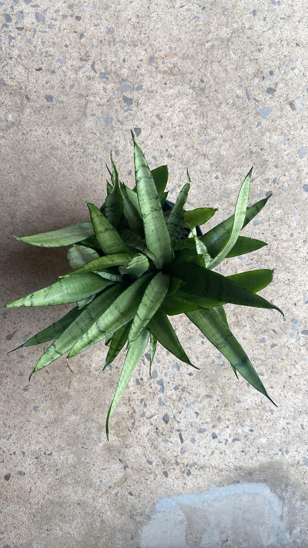 Sansevière Silver Streak