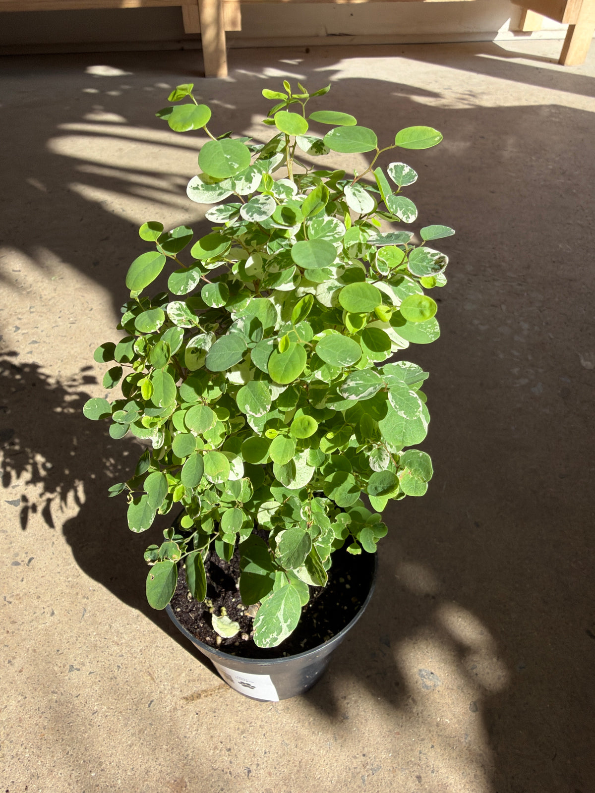 Breynia disticha « Roseopicta » (Snow Bush)