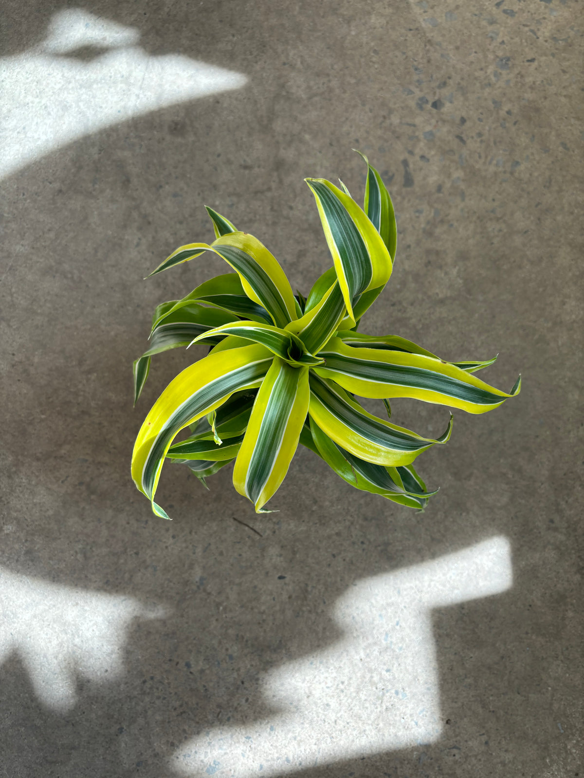 Dracaena fragans « Lemon Surprise »