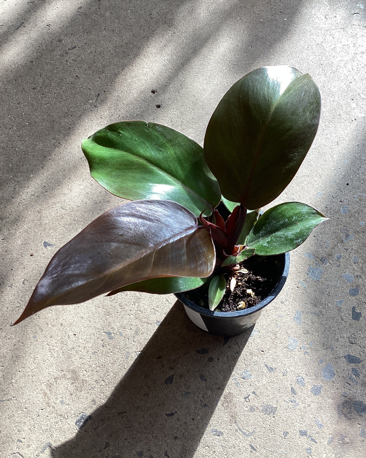 Philodendron × erubescens « Sunlight »