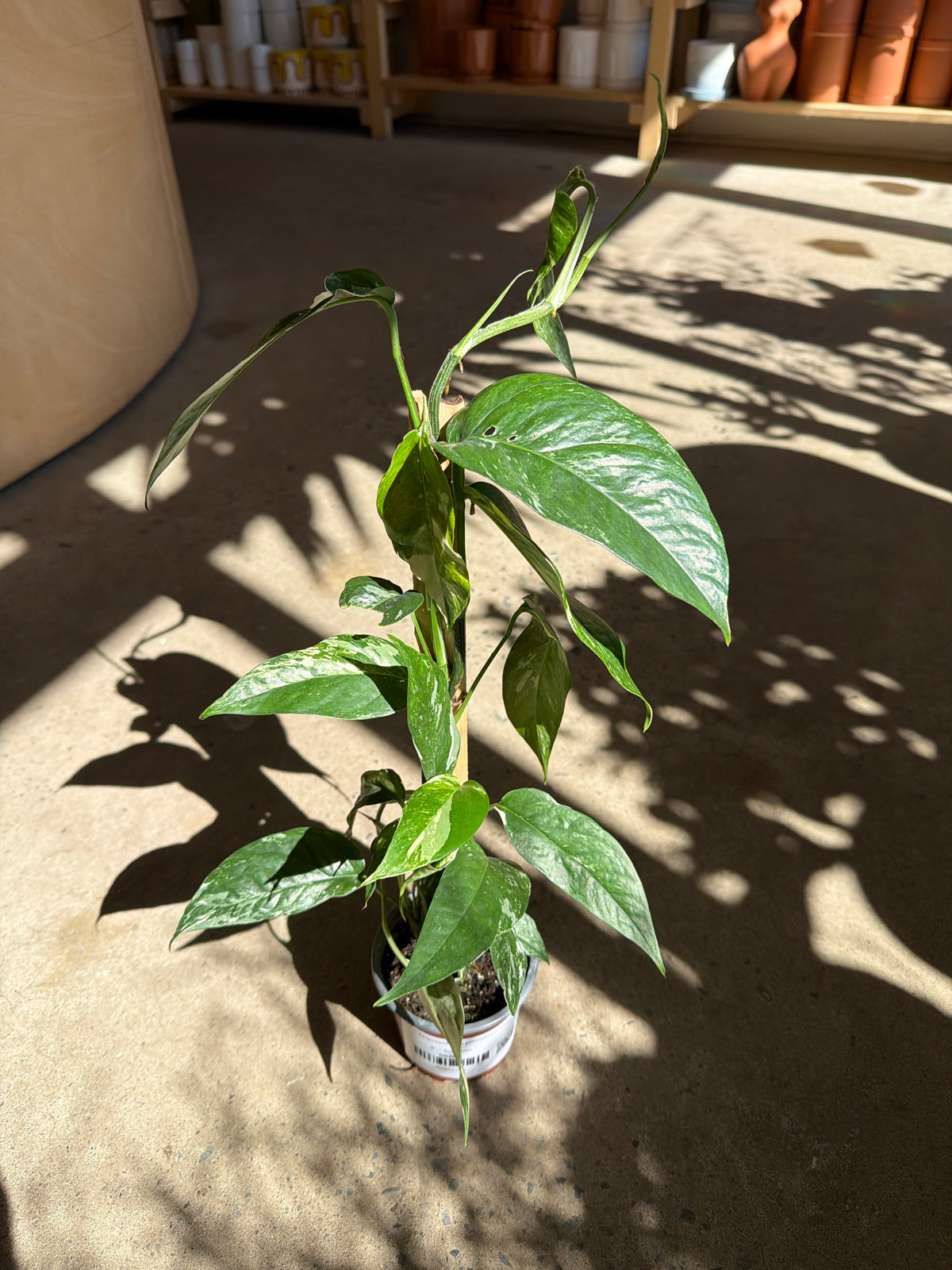 Epipremnum pinnatum «Albo »