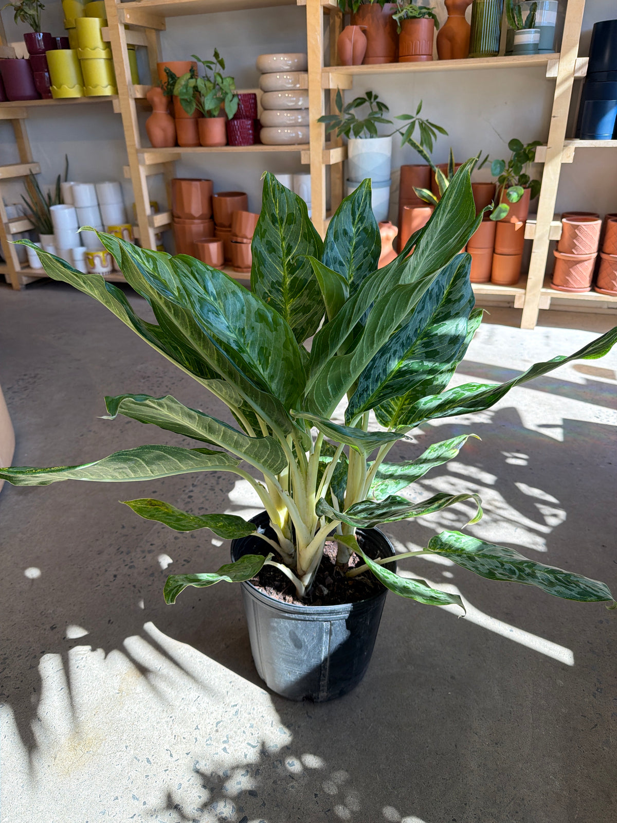 Aglaonema « Pavo Real »