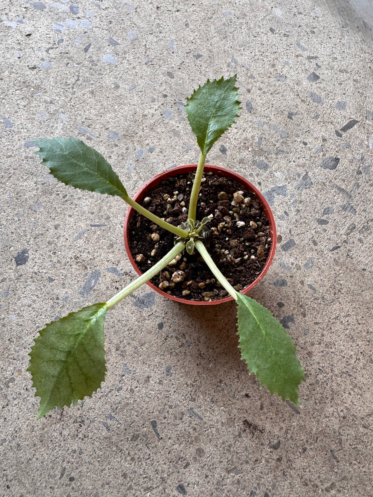 Dorstenia foetida