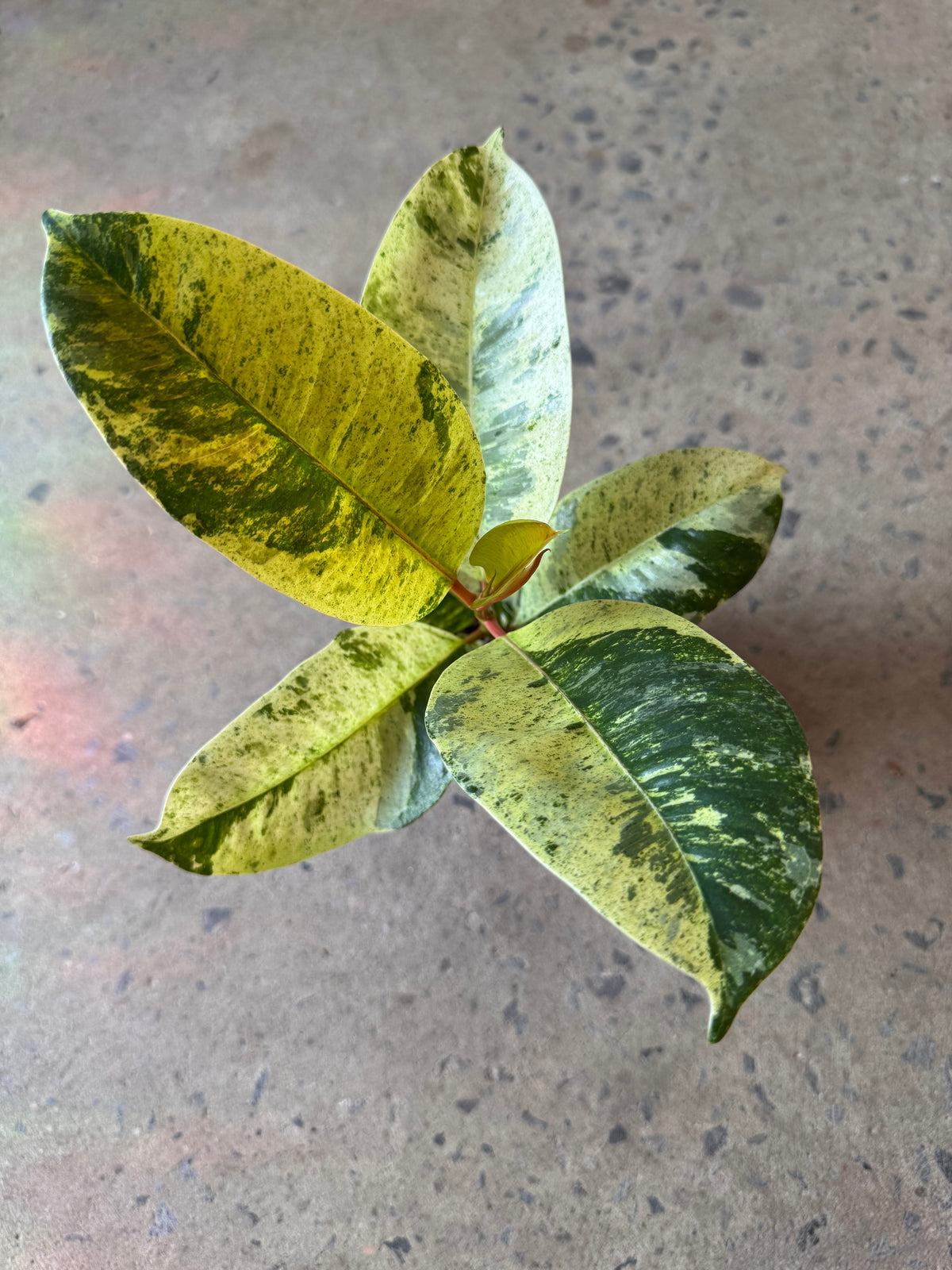 Ficus elastica « Shivereana » Moonshine