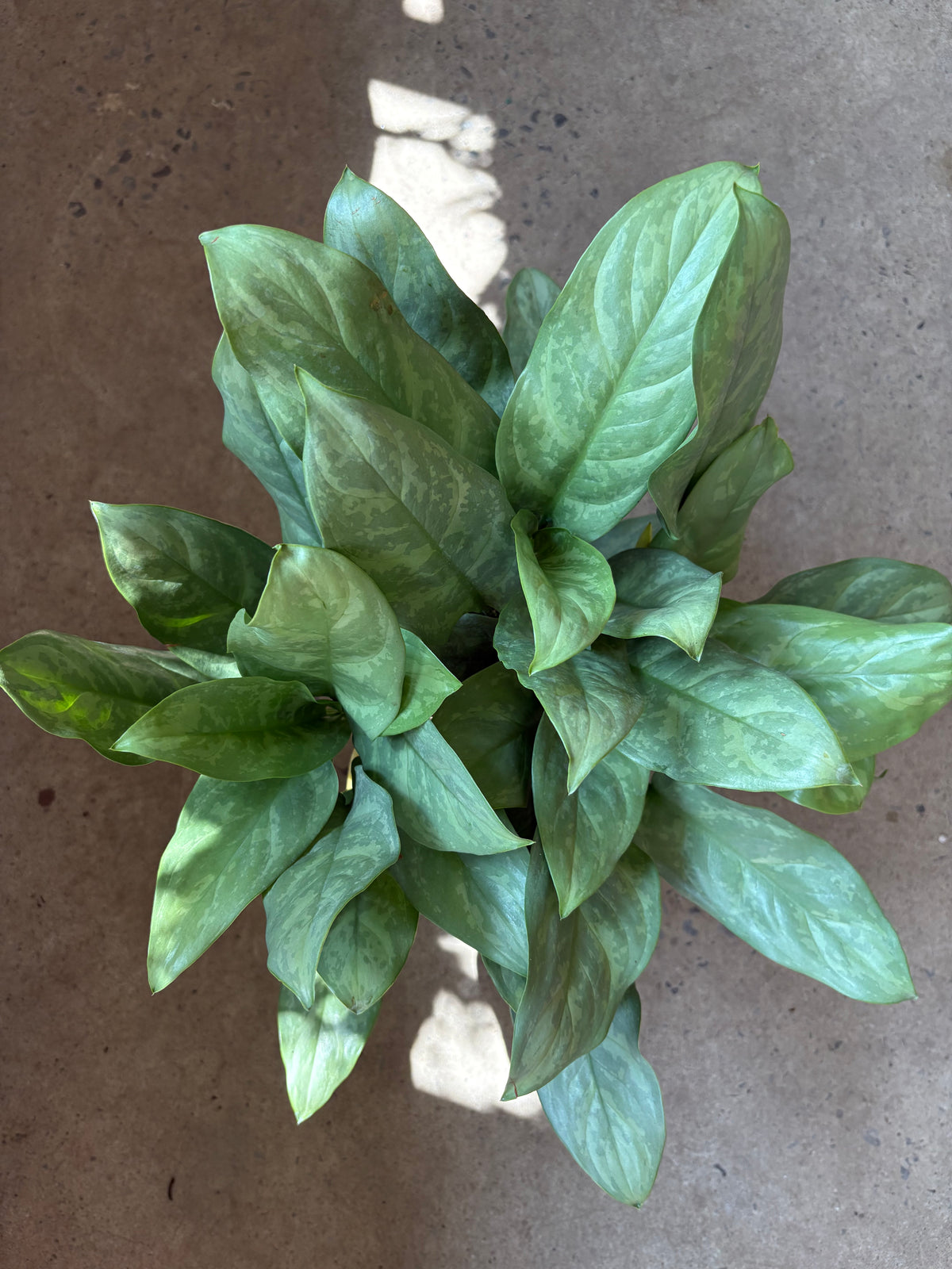 Aglaonema Grey Ghost