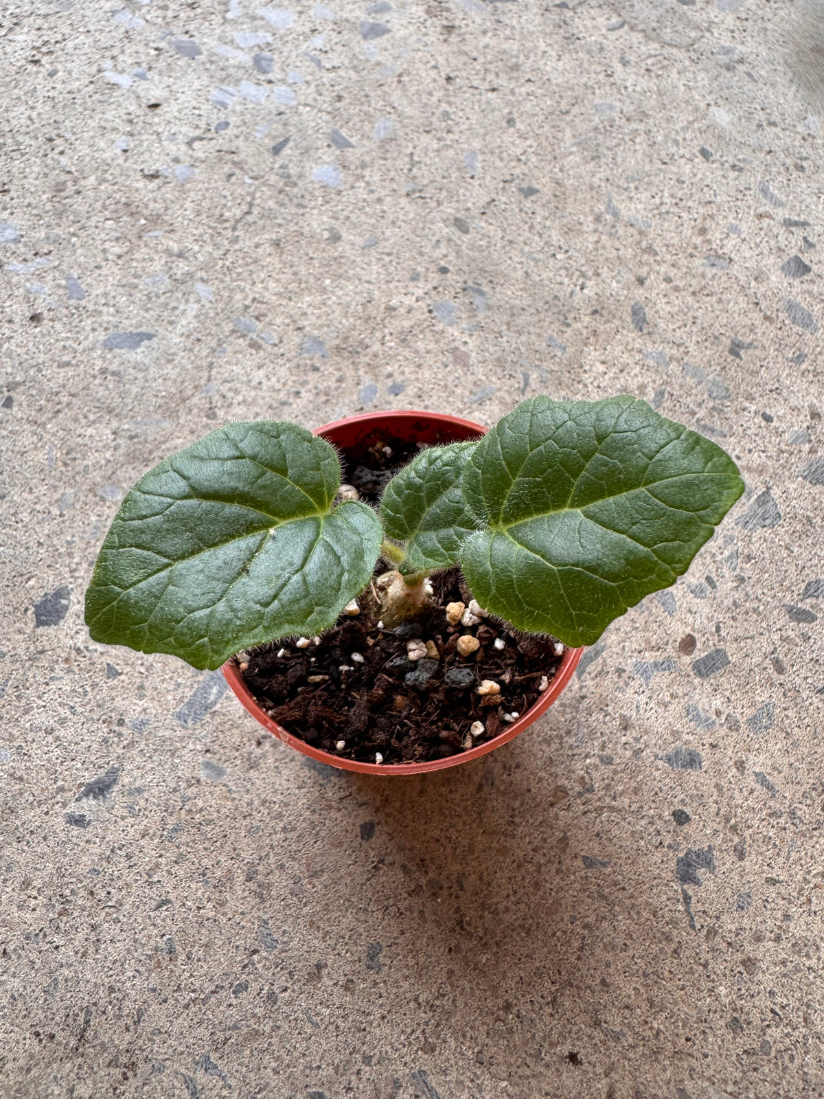 Uncarina roeosliana