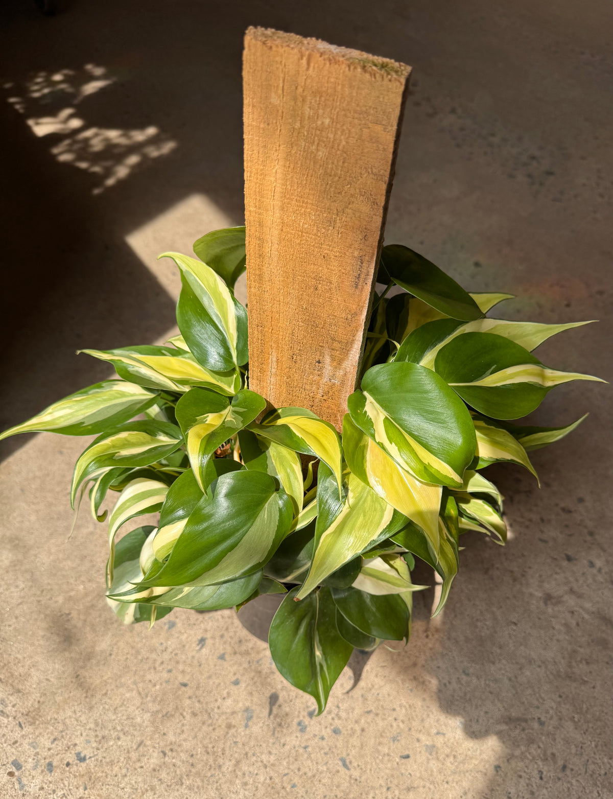 Philodendron hederaceum « Silver Stripe »