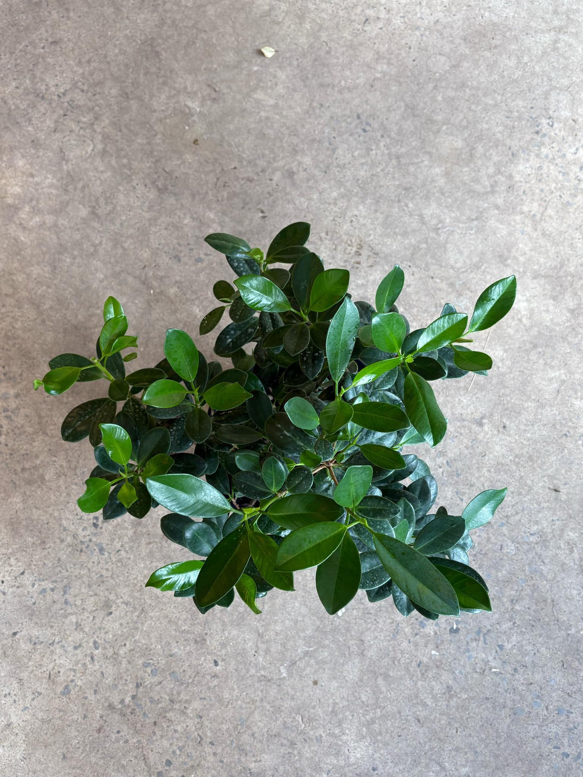 Ficus Green Island