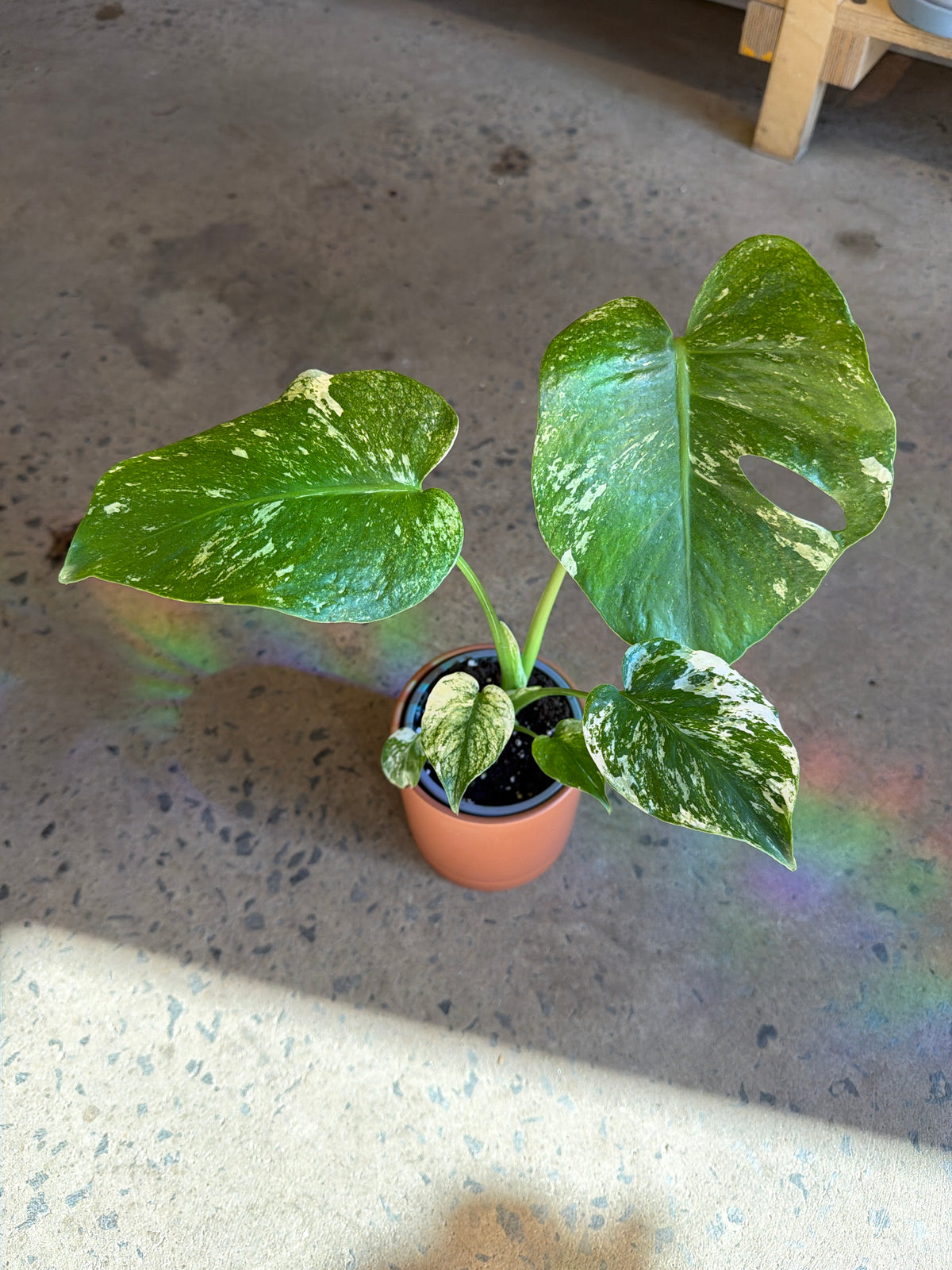 Monstera deliciosa « White Monster »
