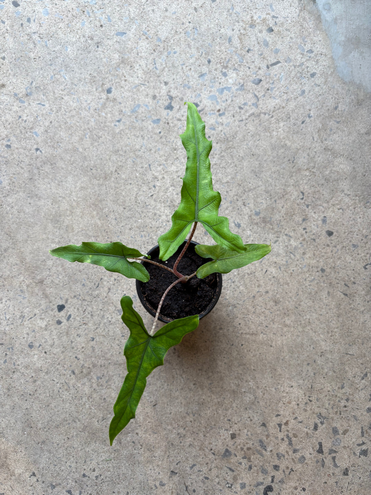 Alocasia Sabrina
