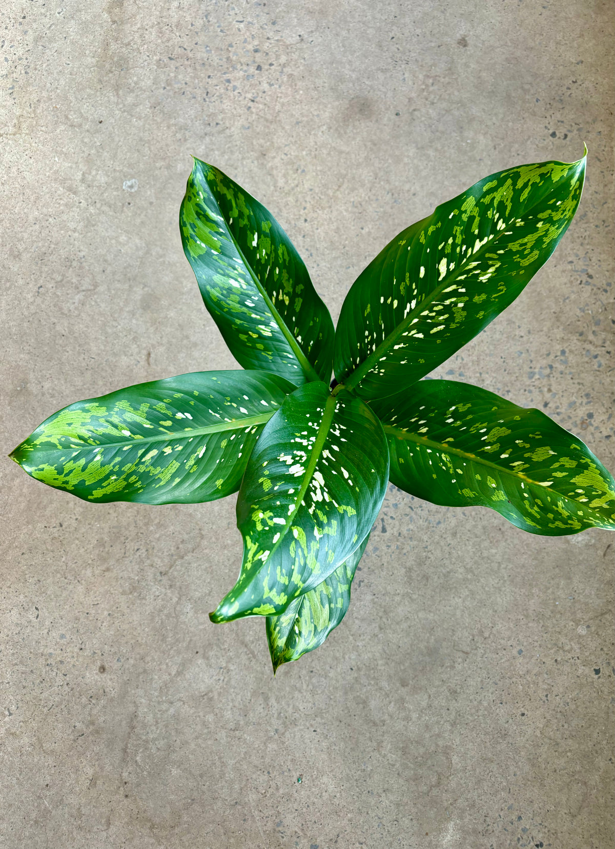 Dieffenbachia Crocodile